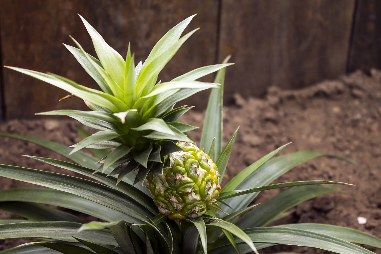 <img src="ananas.jpg" alt="ananas-bromelaina-jak-rośnie.jpg"/>
