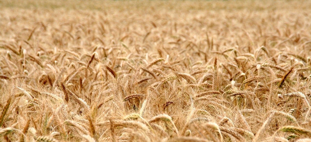 chleb zboże