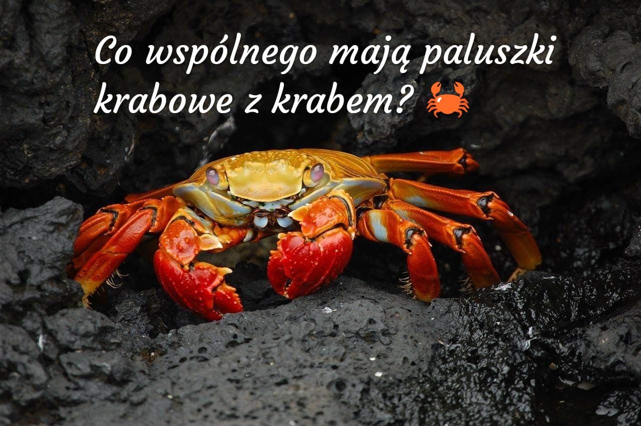 paluszki krabowe